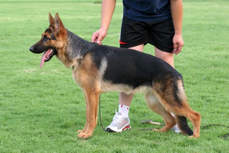 哪种狗狗最聪明又听话,什么样的狗狗聪明又听话