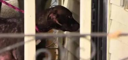 涨奶严重的狗妈妈找不到孩子到处乱跑，其实孩子是被人关起来了