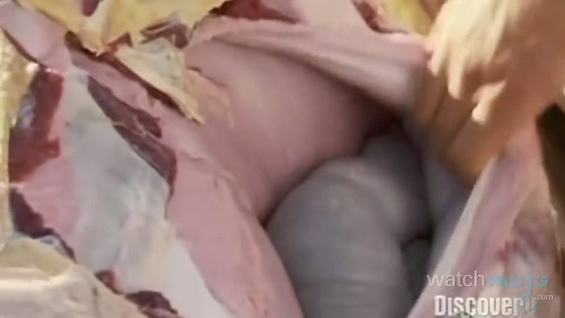 贝爷吃过最恶心的虫子,贝爷吃过十大恶心虫子