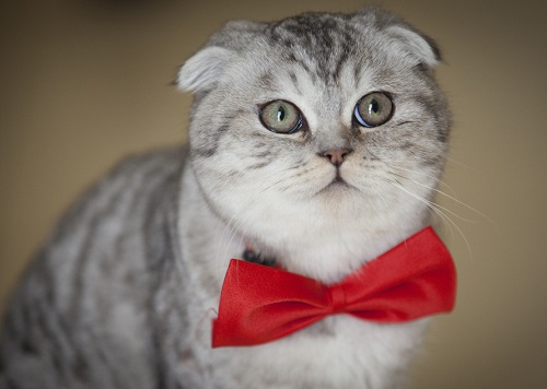 猫咪能吃猫粮说明身体健康吗,猫咪能吃仓鼠奶酪吗为什么