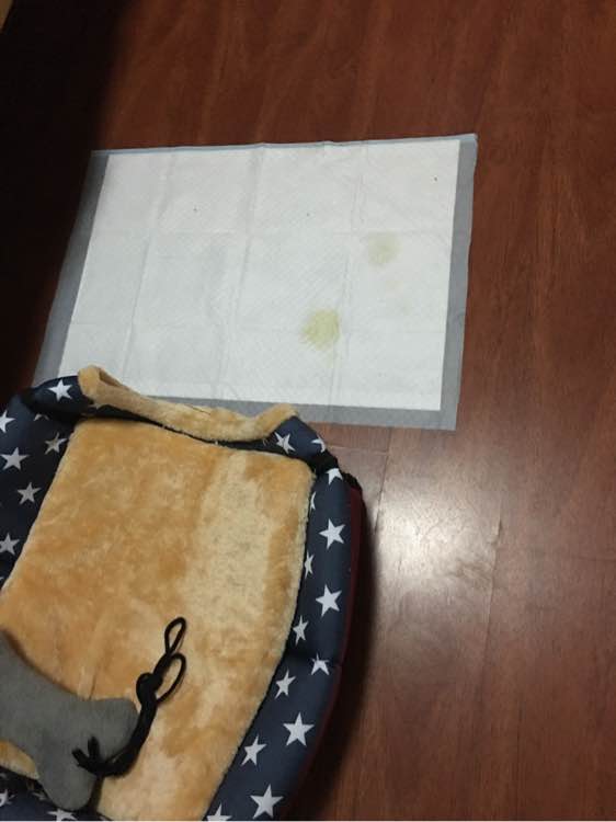 泰迪一天上几次厕所正常,刚买了一只泰迪几天能熟悉