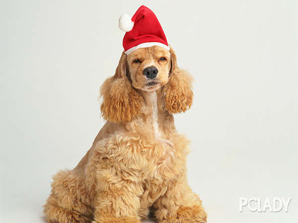 犬食管梗阻怎么治疗,犬食道阻塞怎么办