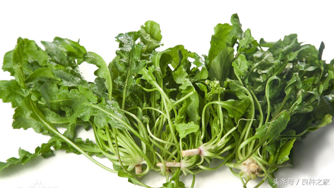 餐桌上常见的本土作物是什么,10种常见的粮食作物