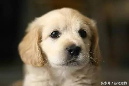 狗狗品种大全带你走进狗狗的世界,狗狗品种大全看看你认识几种