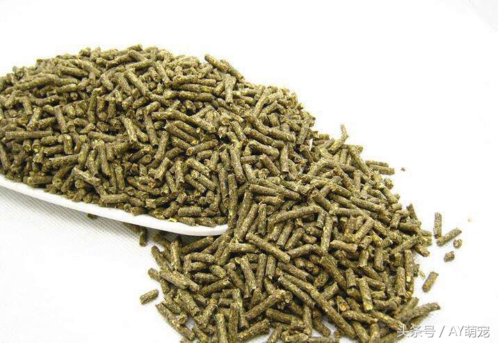 荷兰猪散养还是笼子里养好,现在的荷兰猪好养吗