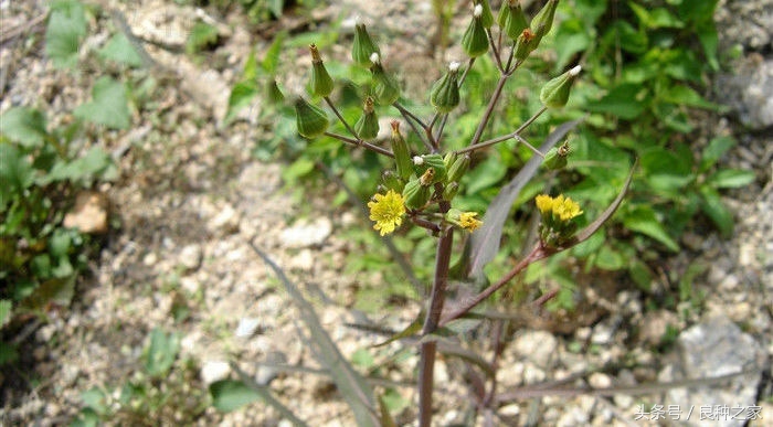 餐桌上常见的本土作物是什么,10种常见的粮食作物