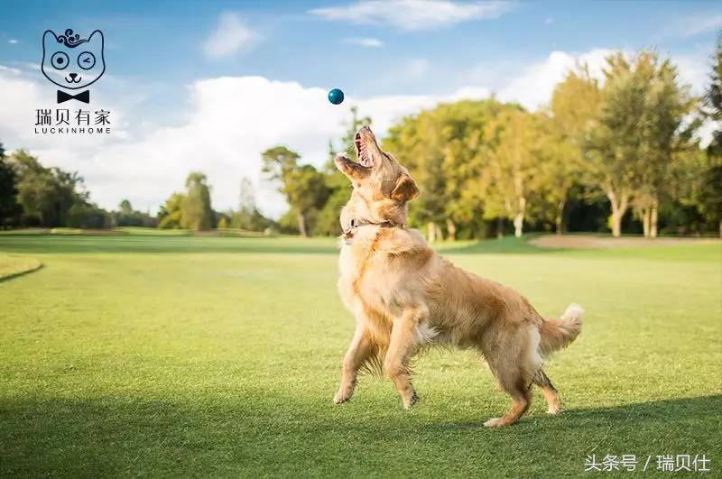 春季狗狗发情期要不要绝育？