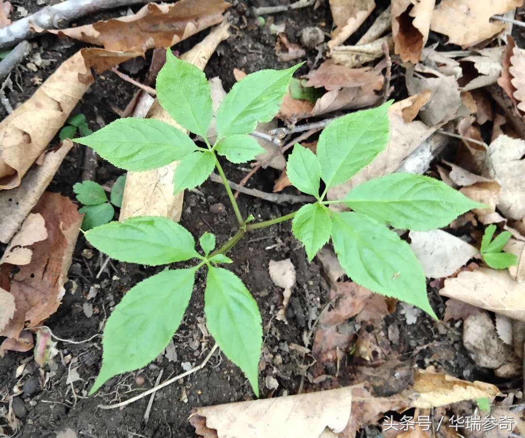 在原始森林找个地方种人参靠谱吗,原始森林的千年人参