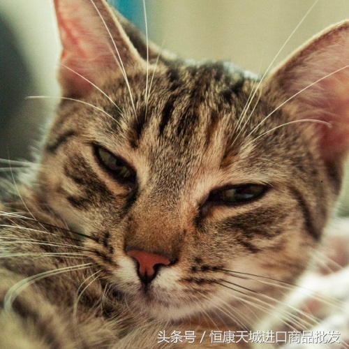 假进口食品可以认定为假货吗,进口食品有假的吗