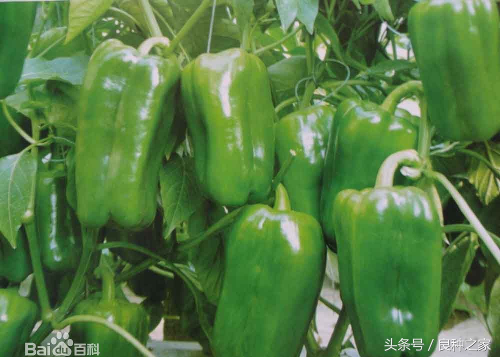 餐桌上常见的本土作物是什么,10种常见的粮食作物