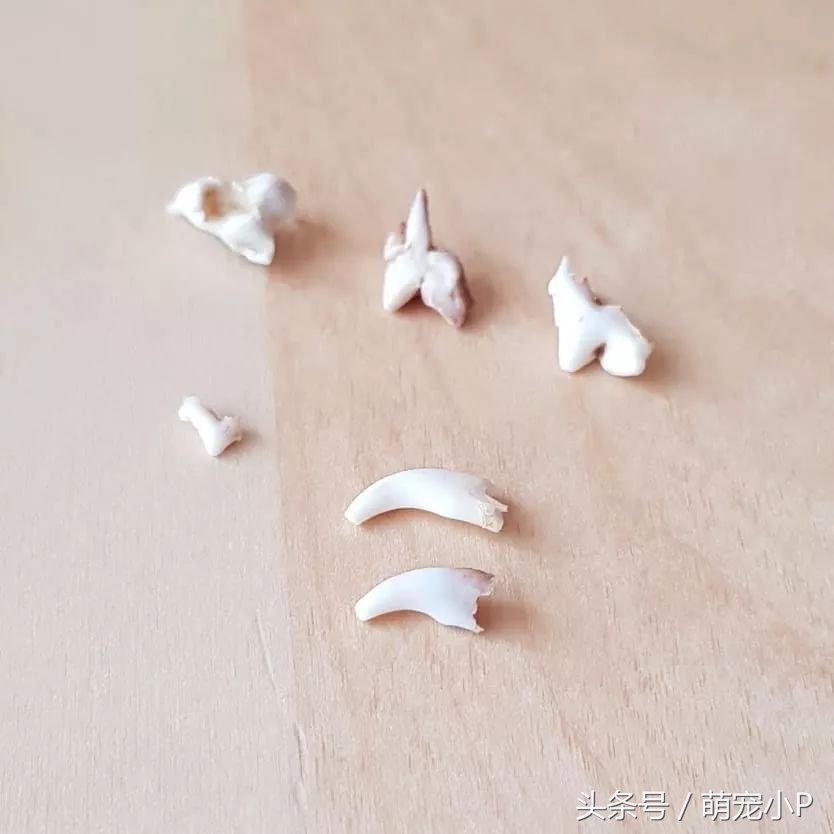 狗狗换牙期间不爱吃饭怎么办,狗狗换牙期间到处咬怎么处理