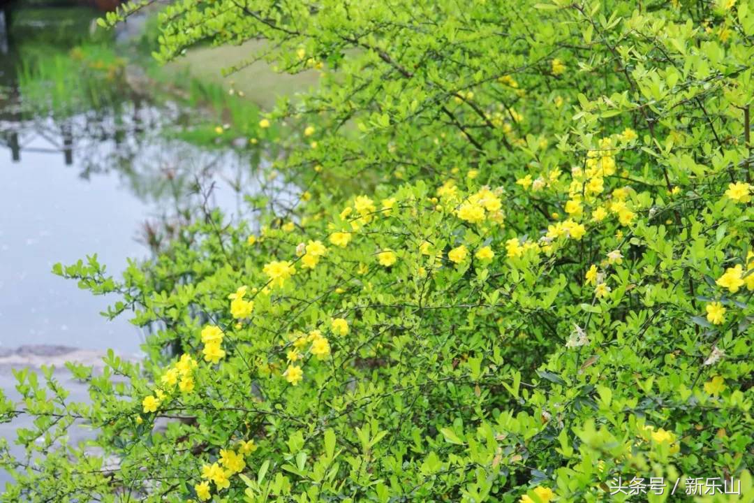 乐山的春天有多美,没去过乐山大佛但感觉去过