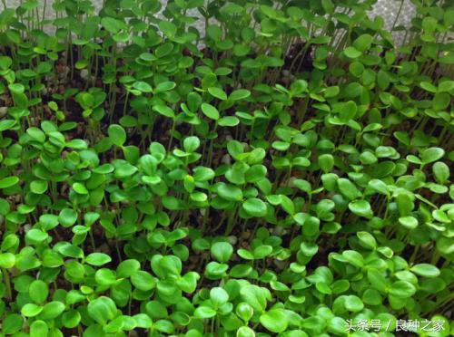 餐桌上常见的本土作物是什么,10种常见的粮食作物