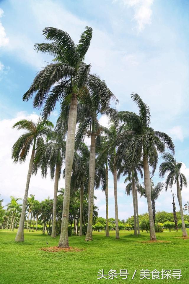 一个人的旅行海南攻略,一次难忘的海口旅游