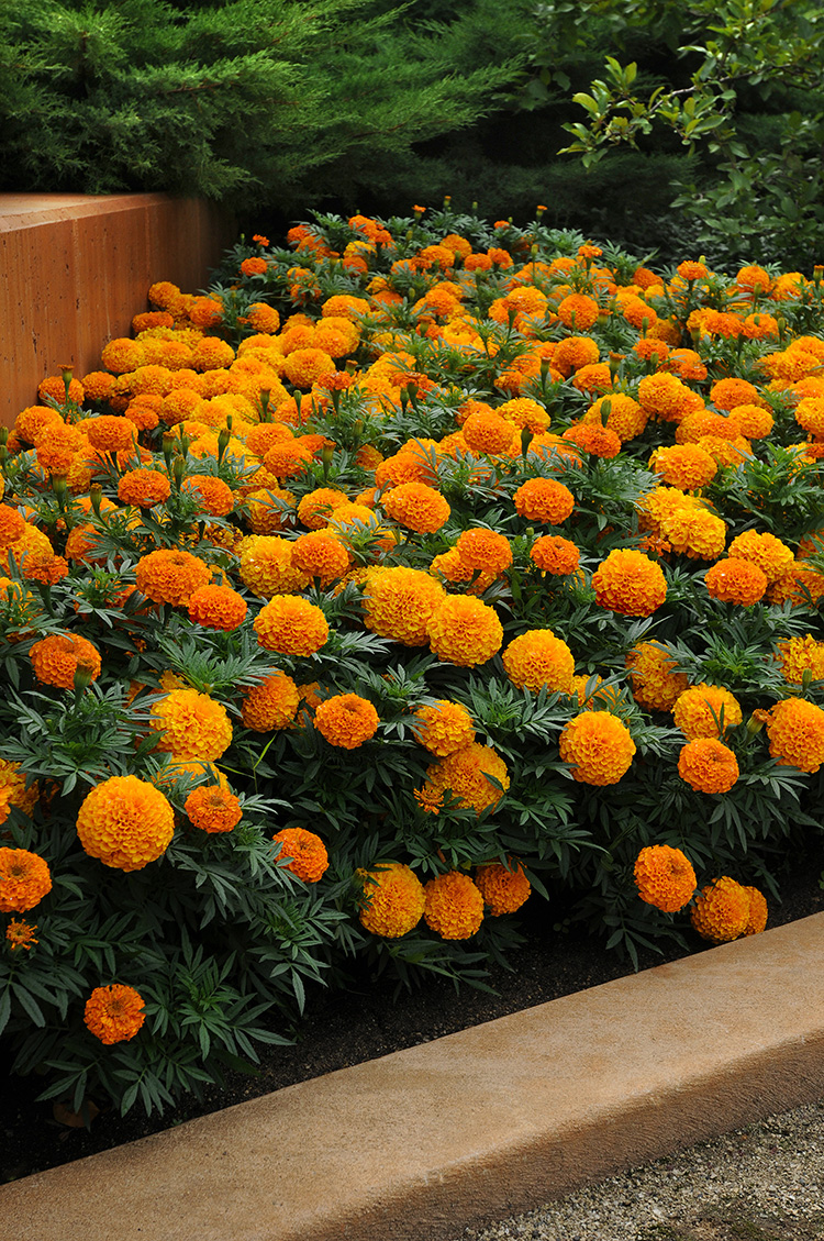 屋里烟味大养什么植物,家里最忌讳养的植物