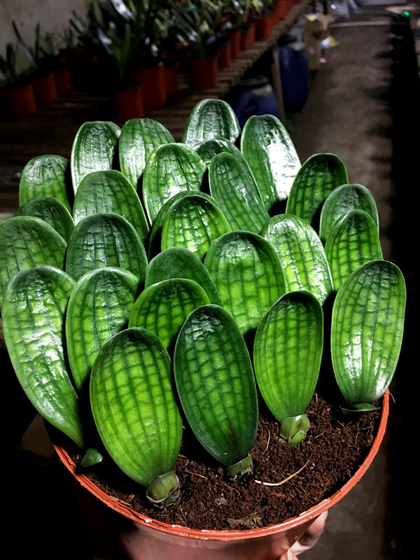 养君子兰最简单的方法,十年老花农养君子兰的秘诀