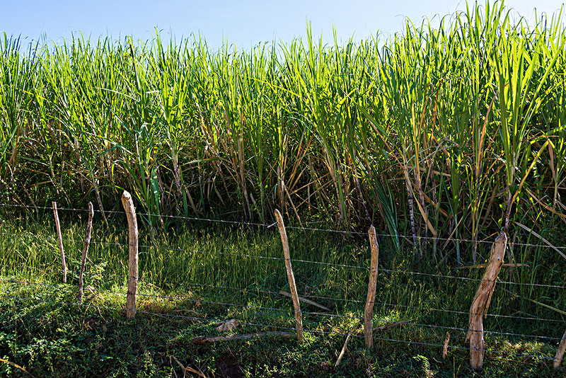 古巴还算社会主义国家吗,古巴是真正的社会主义国家吗