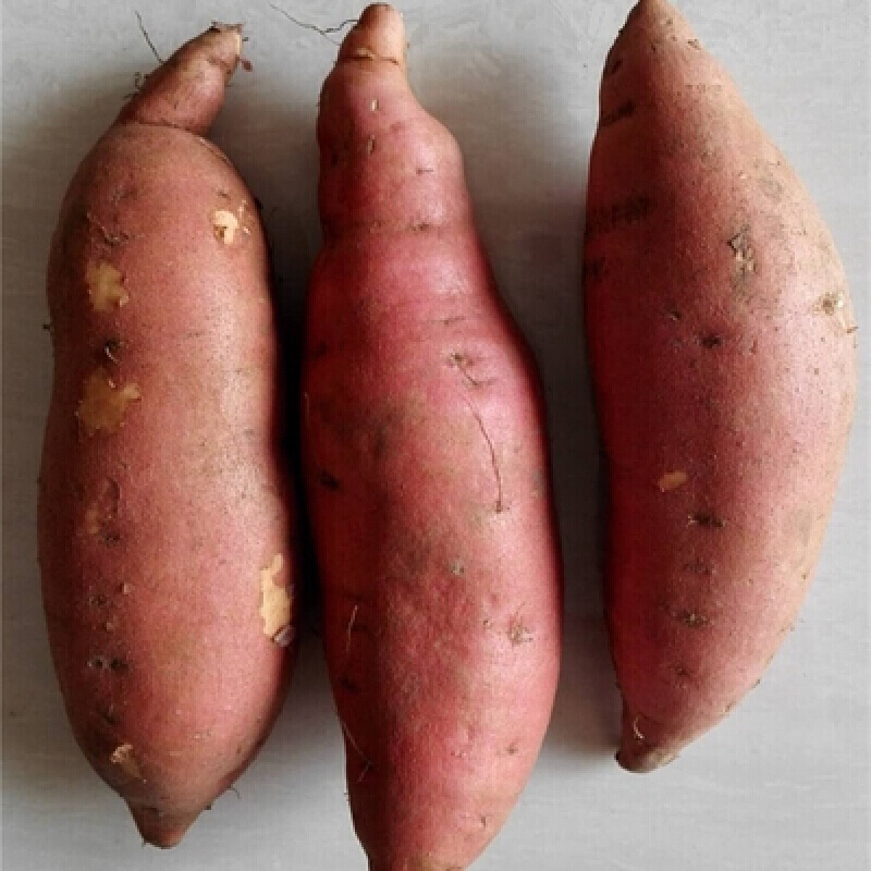 补脾健脾食物,补脾健脾最好的食物排名