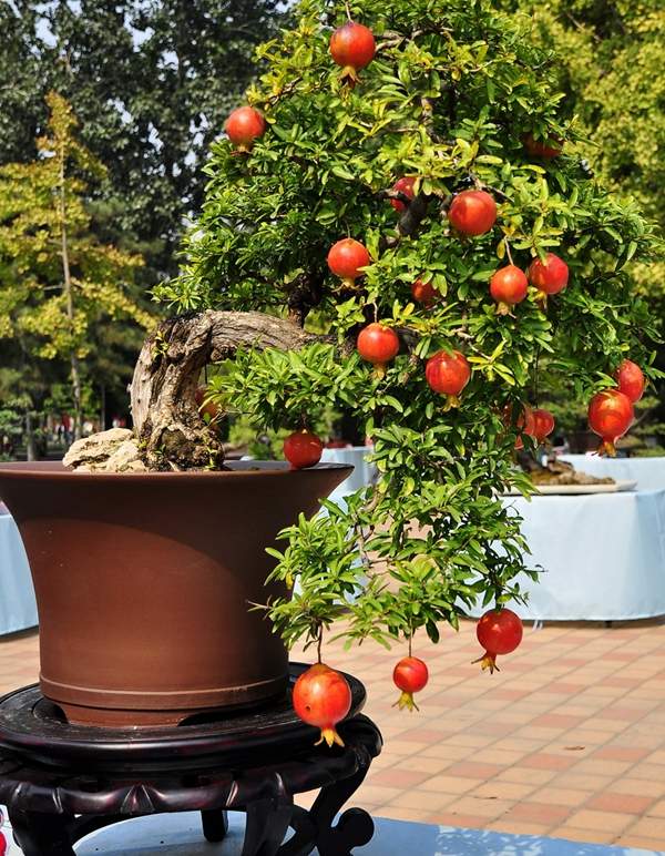 四种便宜又好养的花卉,一年四季最好养的盆景花