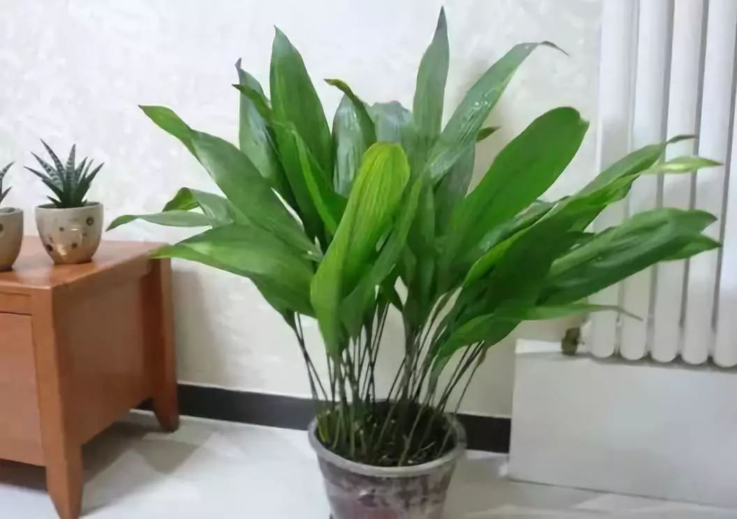 卫生间香花草,卫生间除臭植物花