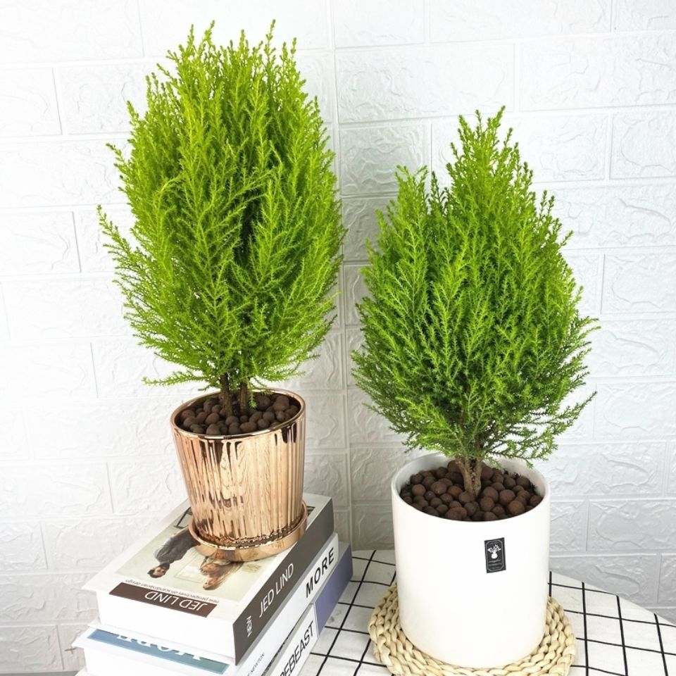 家庭盆景既好养又有观赏价值,各种小盆景大全图片