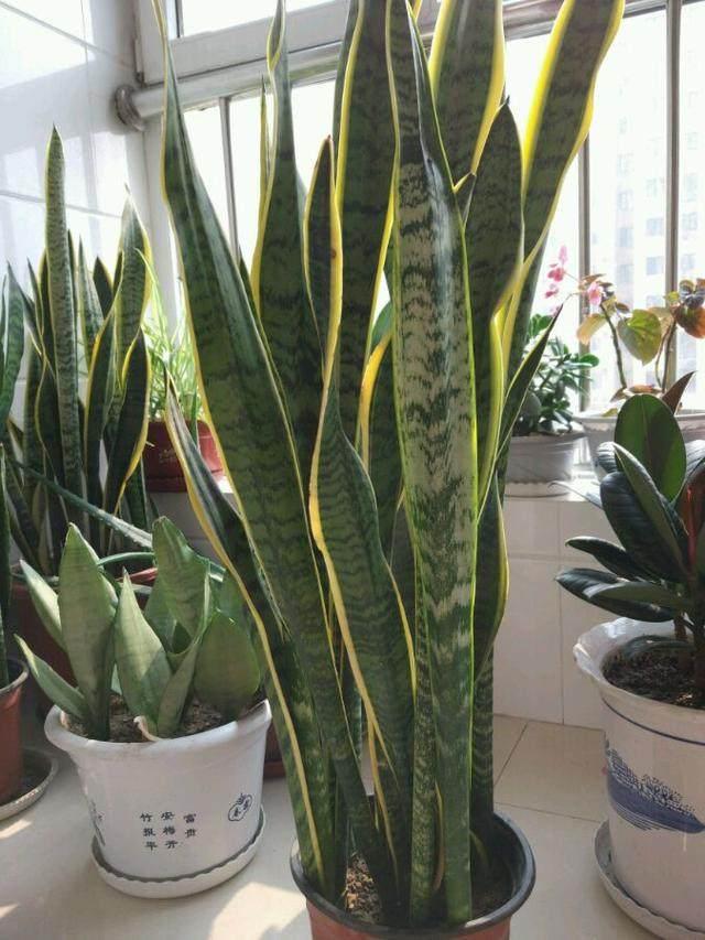 5种花好养又漂亮,5种花别乱养香味有毒