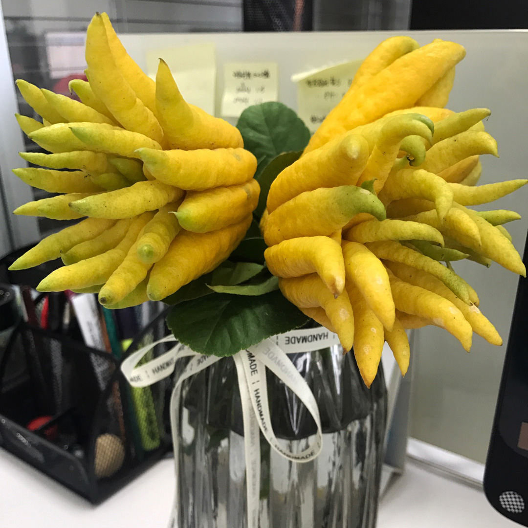 适合院里养十大最吉利树,家中宜种什么吉祥树