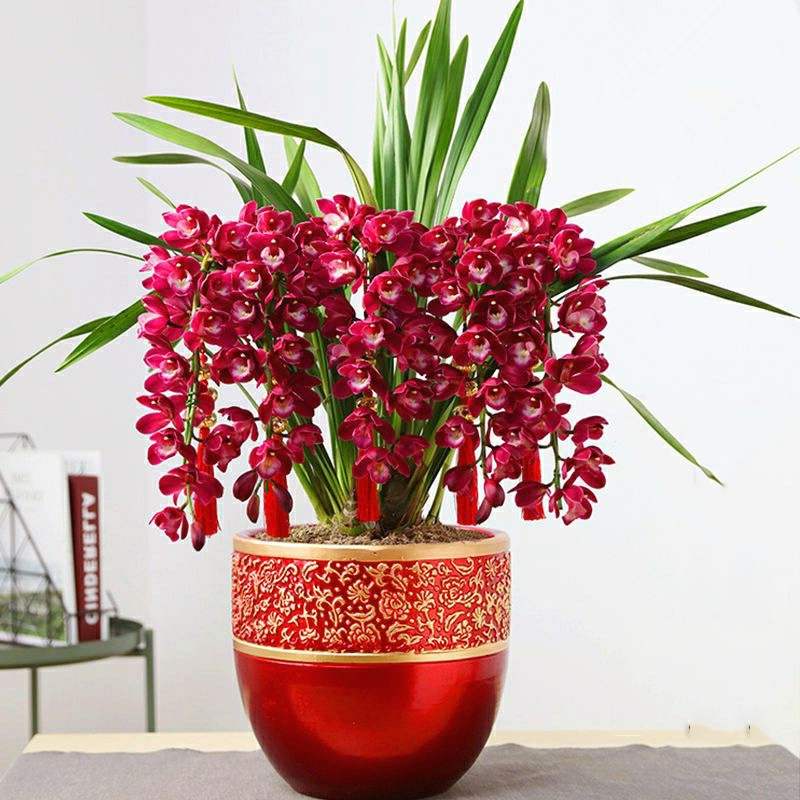 什么花高档大气好养,好养高大上漂亮有寓意的花