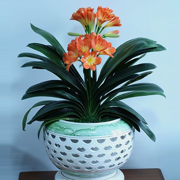 君子兰怎么养才能长得快又茂盛,君子兰怎样才能养出精品