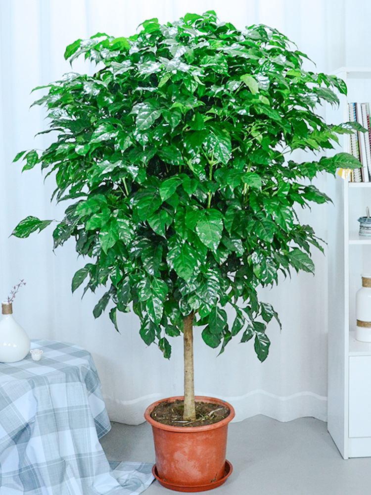 家里养哪五种开的旺宅花,什么花放客厅最旺宅