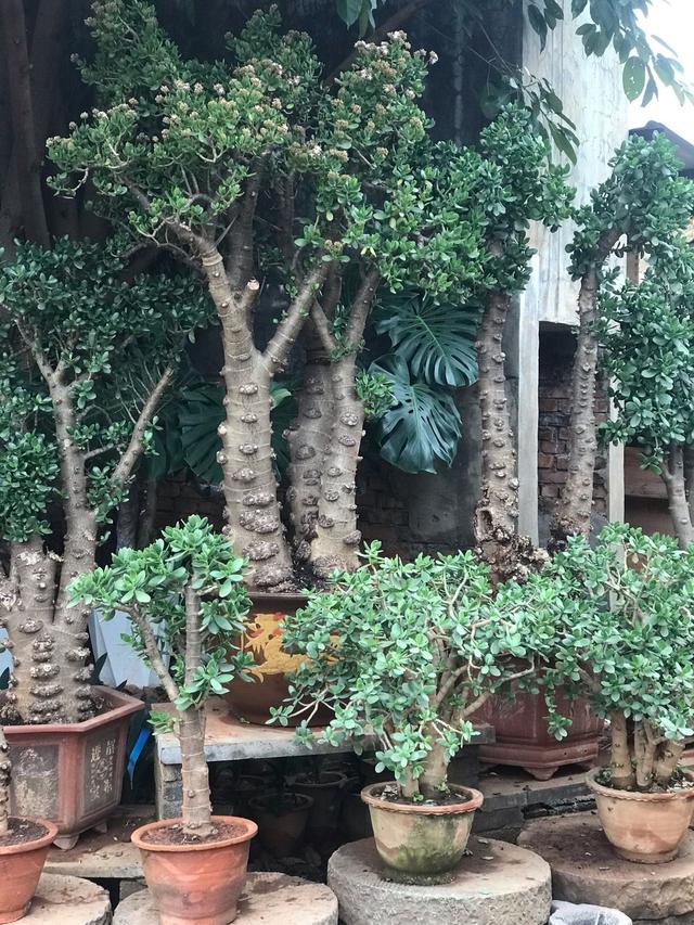 有哪些花不怕晒又耐寒,冬天最耐寒不怕冻的花