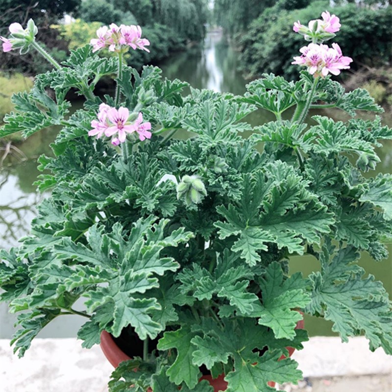 驱蚊抗寒最强的花卉,驱蚊最厉害的花盆栽