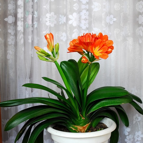 养花浇水你必须知道的浇水技巧,养花只浇水越养越不美