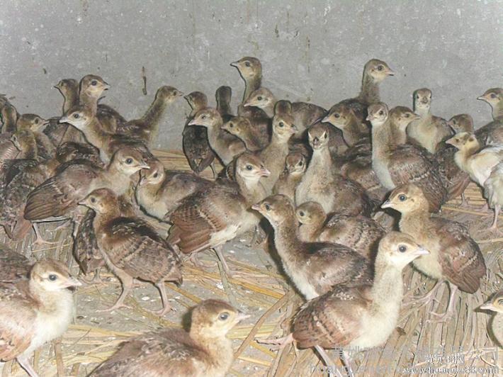 养殖动物品种大全,特种动物养殖品种