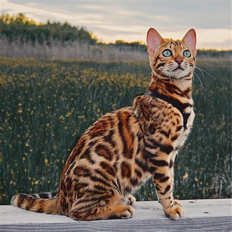 养猫不要养这7种猫,养猫首选这8种猫不仅便宜还好养