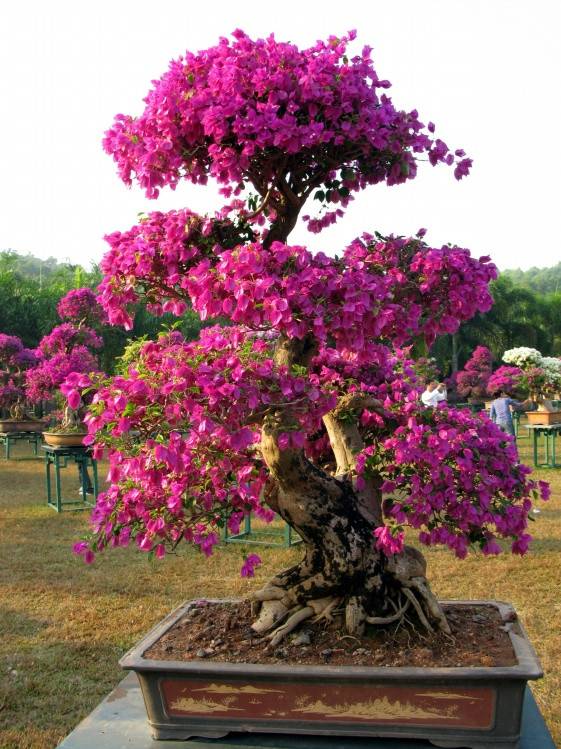 6种花旺财又养人,6种花养人又镇宅