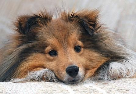 适合小学生养的狗最便宜的小型犬,智商最高的狗狗品种小型犬