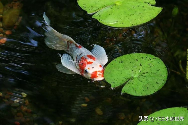 循环水养殖鱼马桶,多功能鱼缸养鱼小窍门