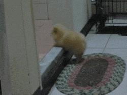 搞笑gif段子妹子有点太淘气了,搞笑gif妹子你又调皮了