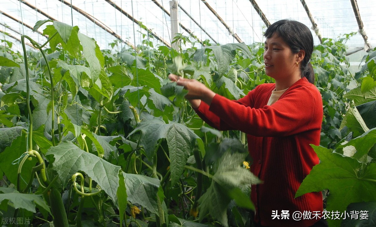 丝瓜弯曲的解决方法,黄瓜出现弯瓜该怎么处理视频