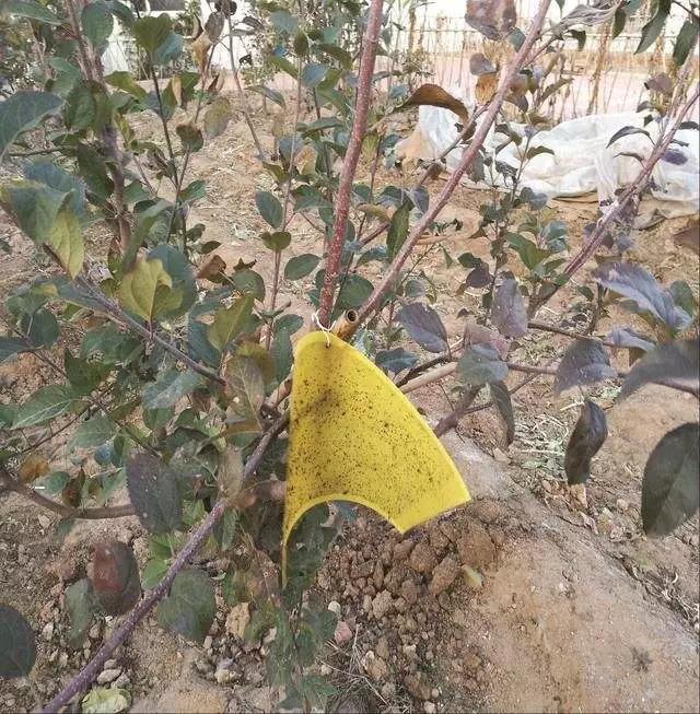 现代落叶果树病虫害防治优质农药,果树在挂果后防治病虫害打什么药
