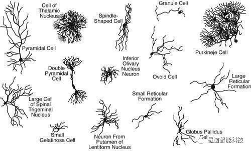 大脑工作原理,一张图看懂人类大脑工作原理