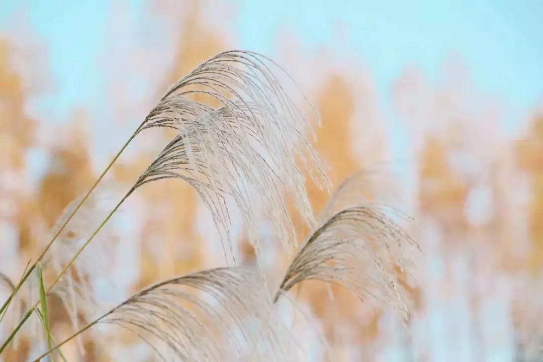 类似于橘子洲的江心洲有哪些,南京江心洲长沙橘子洲