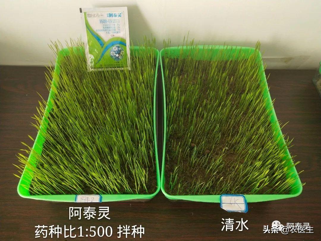 水稻种子需要做哪些处理,水稻种子催芽问题应对