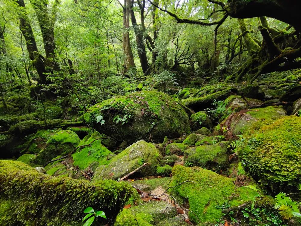 vivonex3和vivonex3s,vivonex3和vivonex3s区别