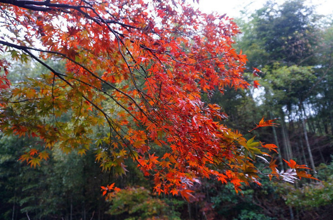 奉化溪口雪窦山妙高台视频,游奉化溪口徐凫岩攻略