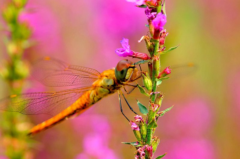 铚昏湏鎭嬭姳鍥剧墖澶у叏,铚昏湏鎭嬭姳鏂囨