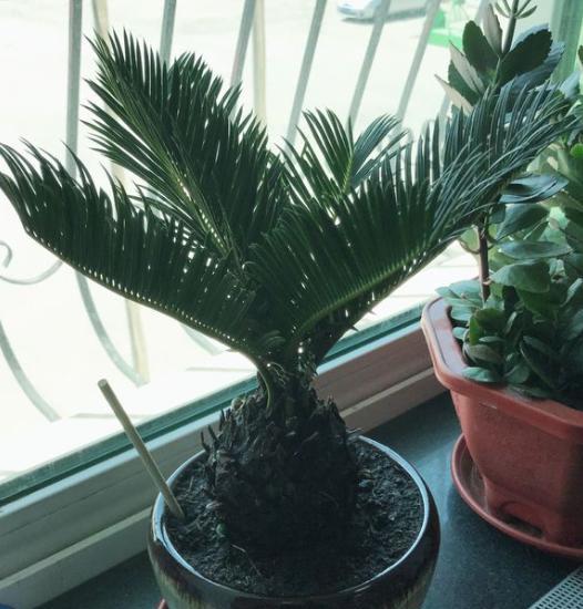 给铁树放硫酸亚铁,给铁树浇水注意事项