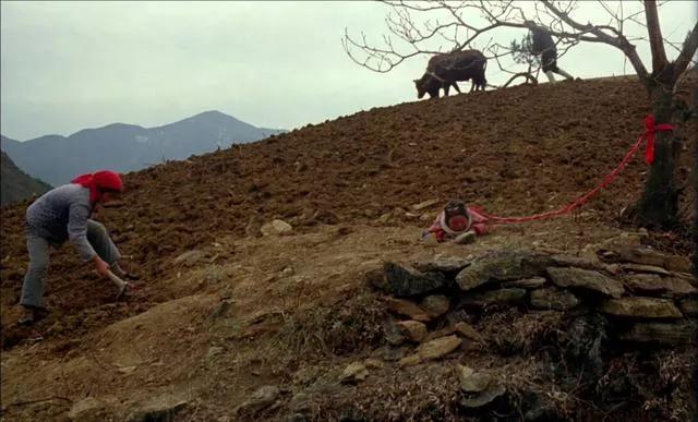 鸡窝洼人家完整版,鸡窝洼的人家全文免费在线阅读