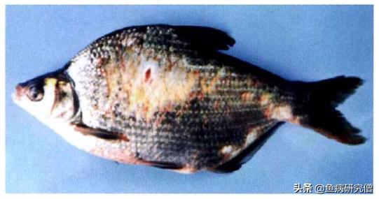 草鱼赤皮病发生与防治措施,草鱼赤皮病有传染吗